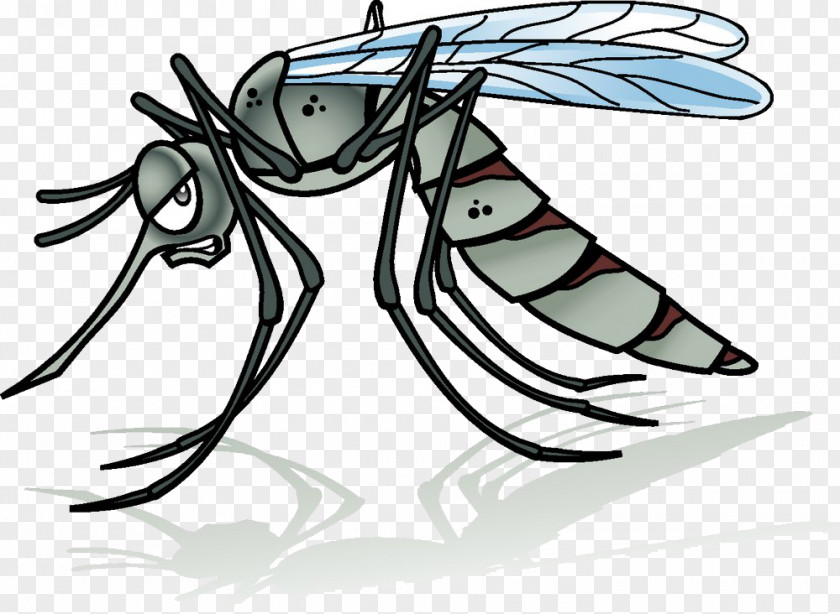 Mosquito Cartoon Illustration PNG