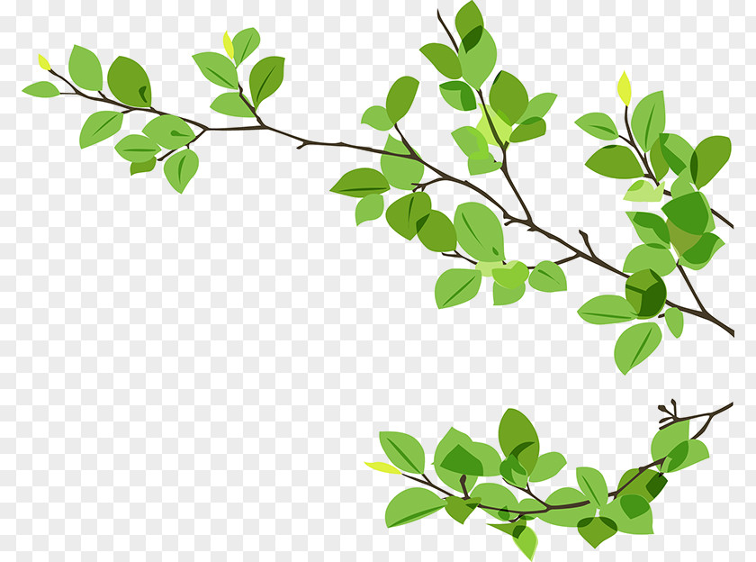 Plant Stem Woody Leaves Background PNG