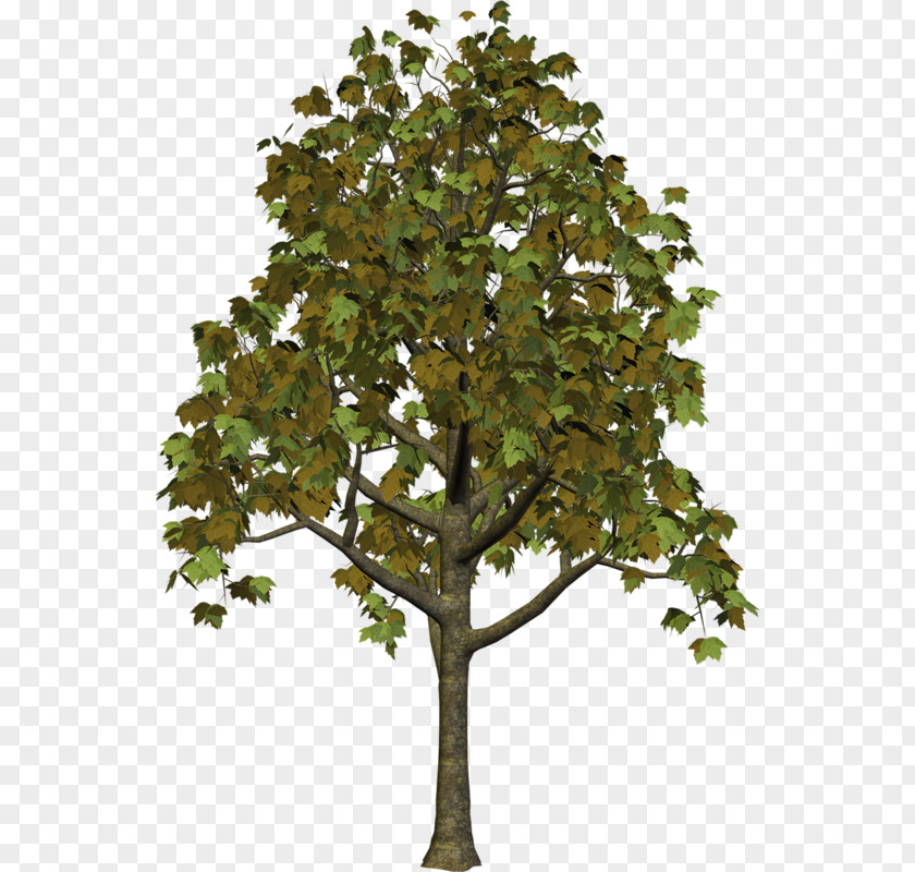 Tree Snag Clip Art PNG