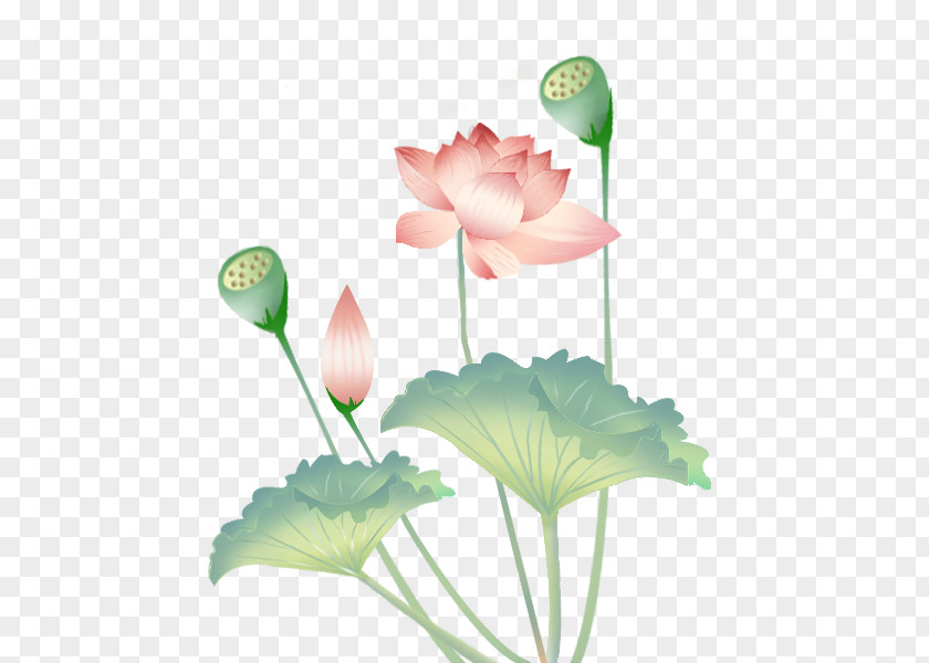 Chinese Lotus Nelumbo Nucifera Effect Leaf PNG