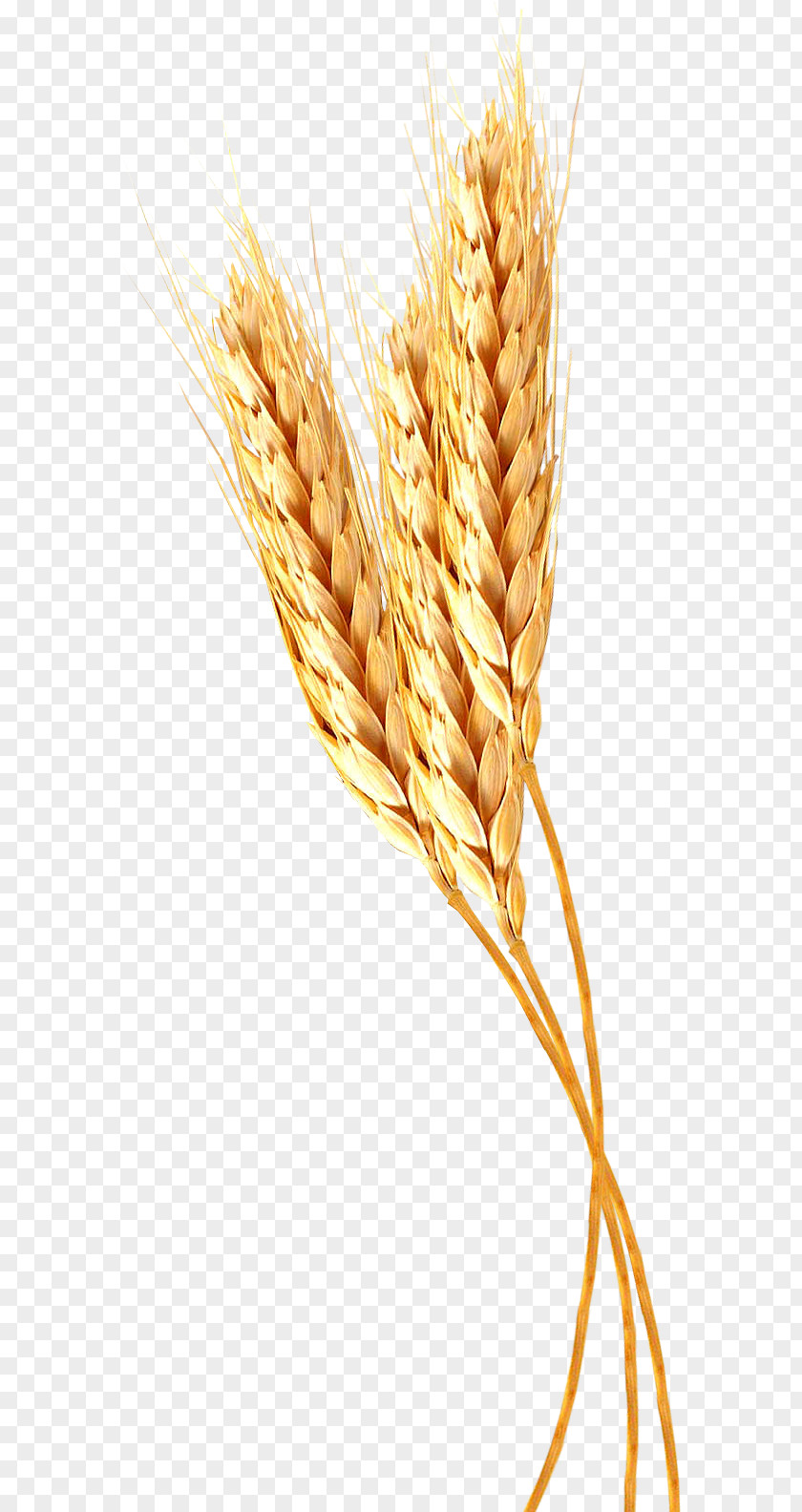 Ear Emmer Durum Spelt Einkorn Wheat Pasta PNG