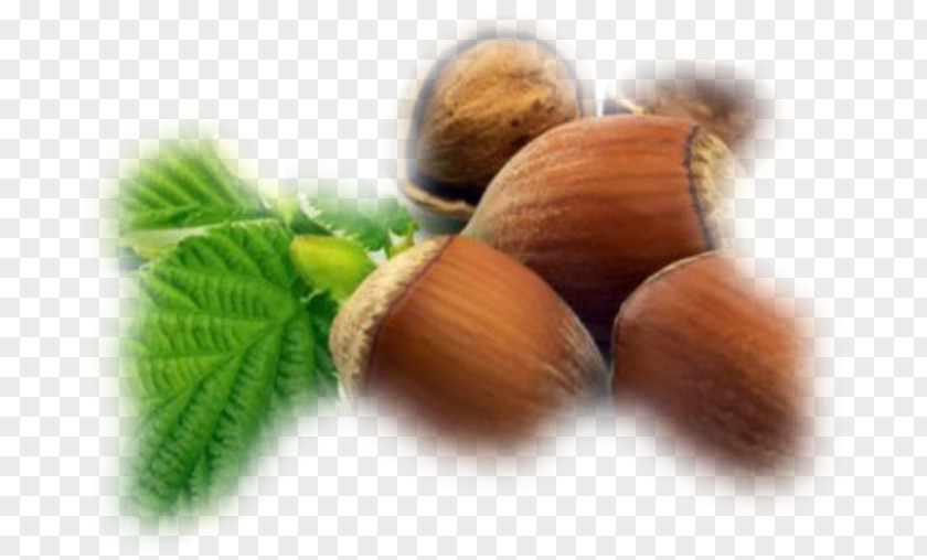 Fruit Sec Hazelnut Common Hazel English Walnut Auglis PNG