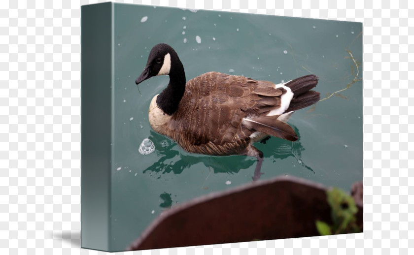 Goose Duck Water Bird Anatidae PNG