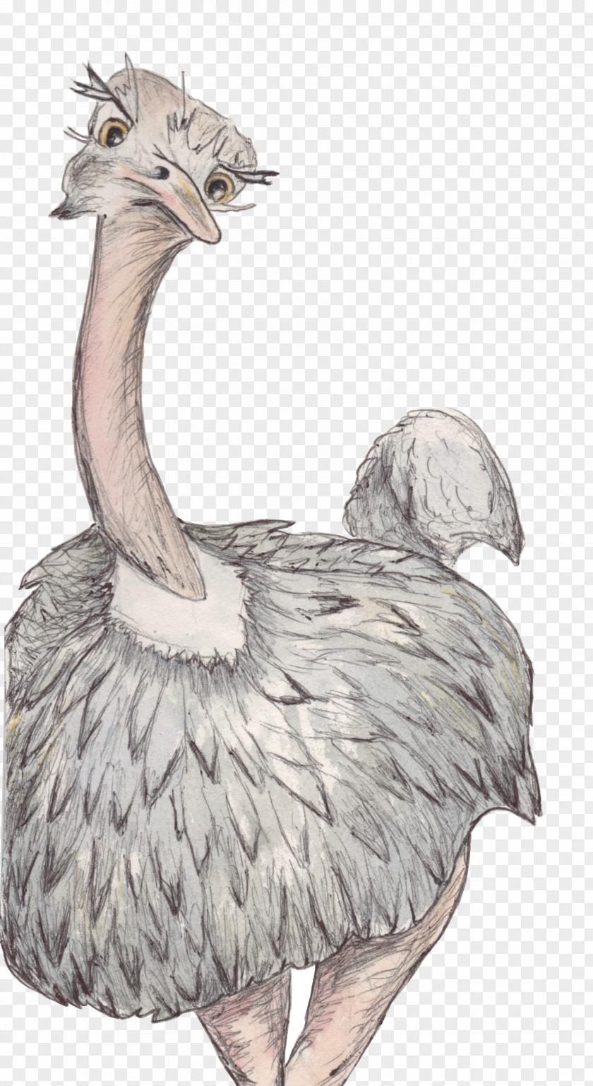 Ostrich Common Flightless Bird Crane Ratite PNG