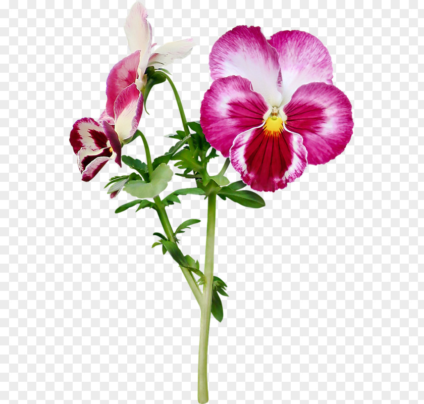 Purple Face Blossoms Pansy Cut Flowers PNG