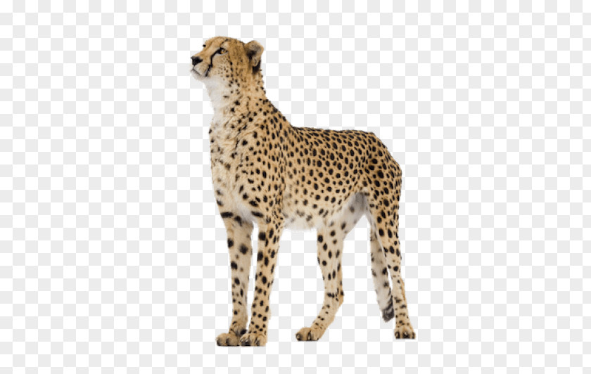 Cheetah Leopard Clip Art Transparency PNG