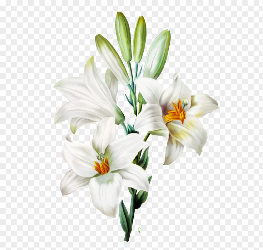 Flower Madonna Lily Arum-lily Easter Orange PNG
