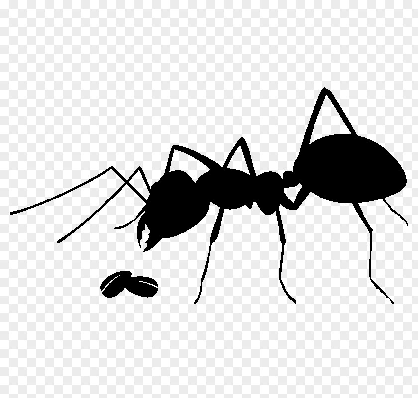 Insect Ant Stock Photography PNG