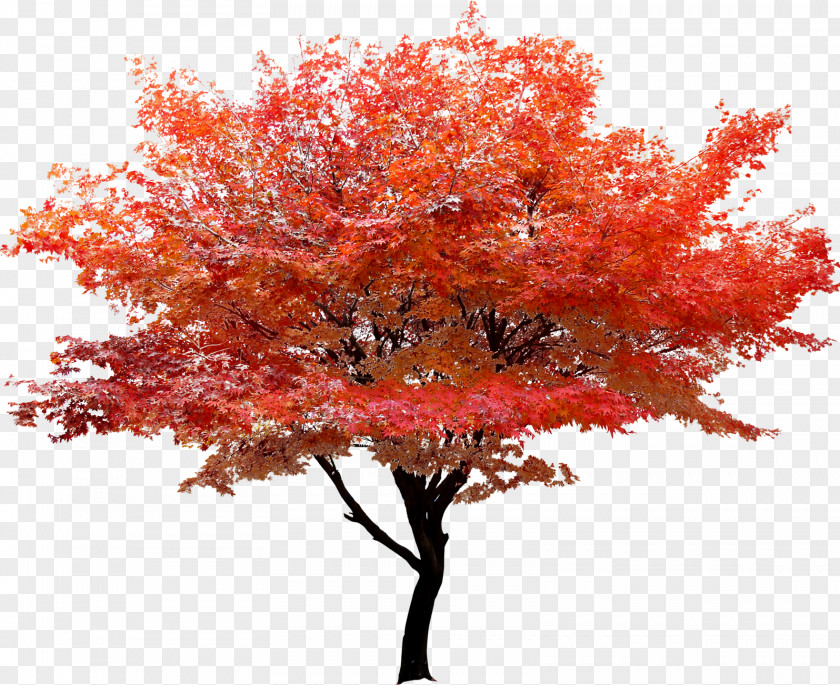 Red Leaf Tree Poster Maple Autumn Color PNG