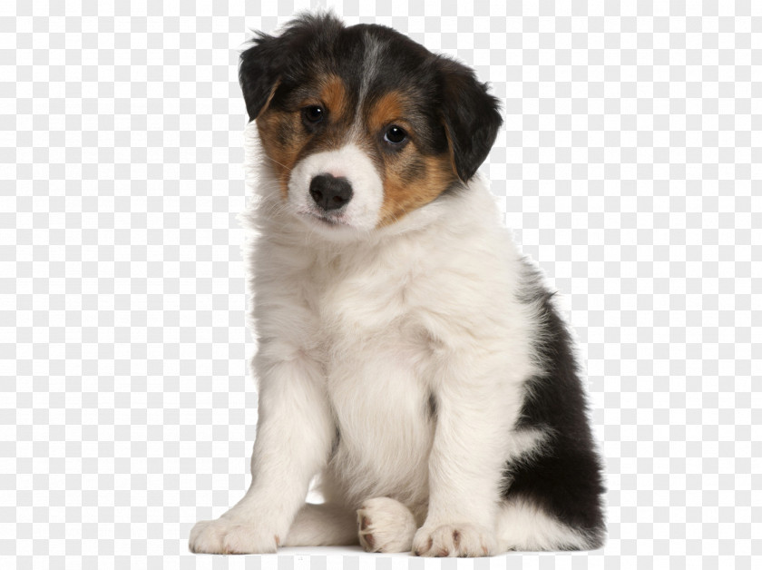 Sad Puppy Border Collie Affenpinscher Your Horse PNG