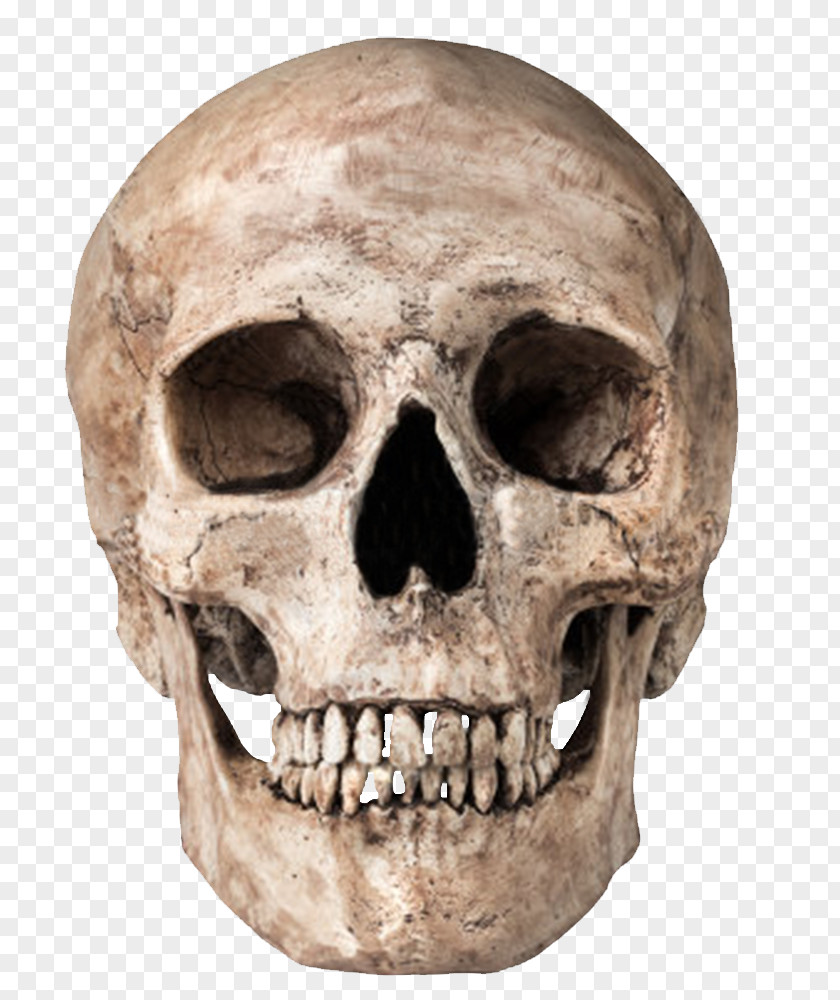 Skull Image Icon Computer File PNG