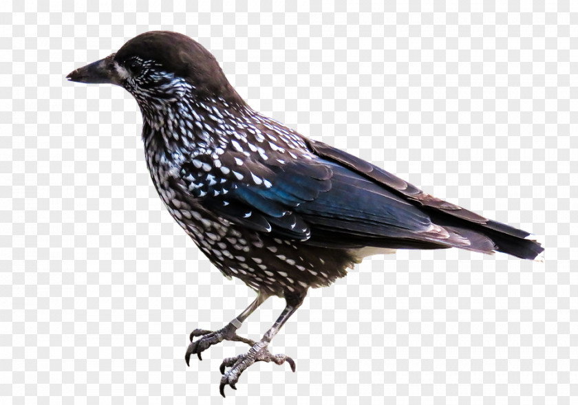 Bird American Crow PNG