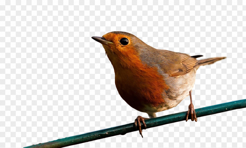 European Robin Passerine Wrens Birds Beak PNG