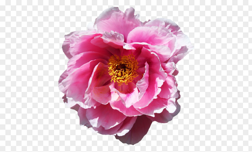 Pink Peony Rose Flower Desktop Wallpaper PNG