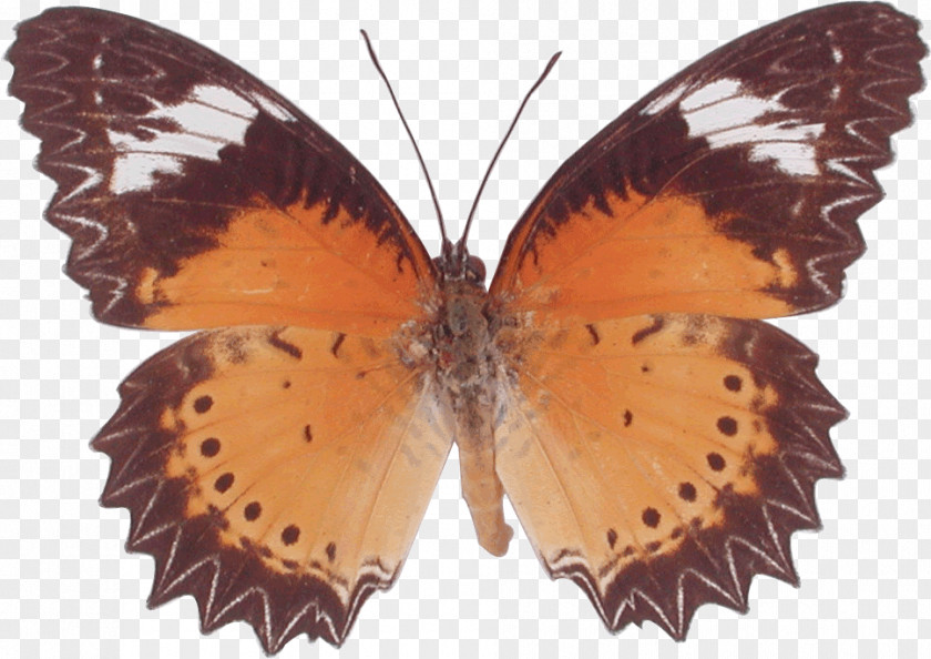 Butterfly Cethosia Cyane Stock Photography PNG