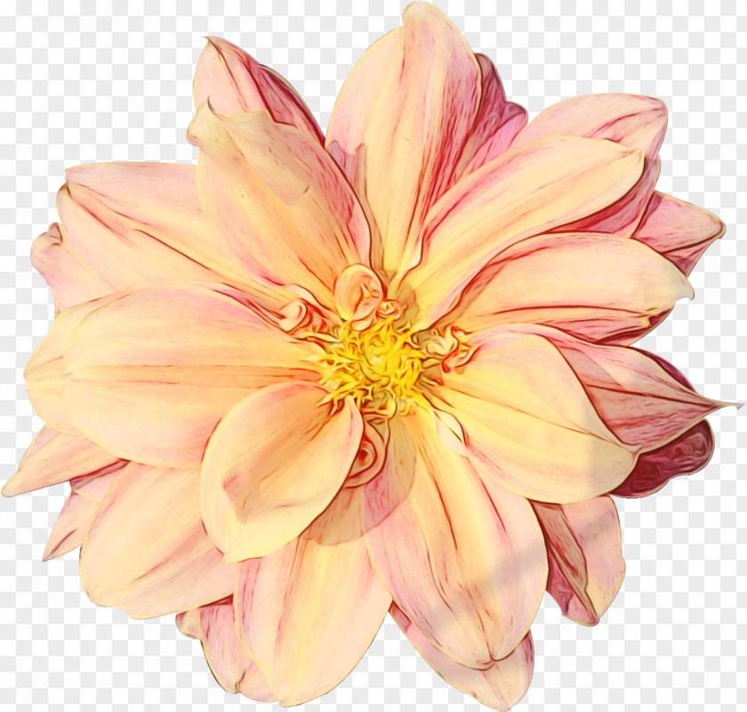 Dahlia Floristry Cut Flowers Petal PNG