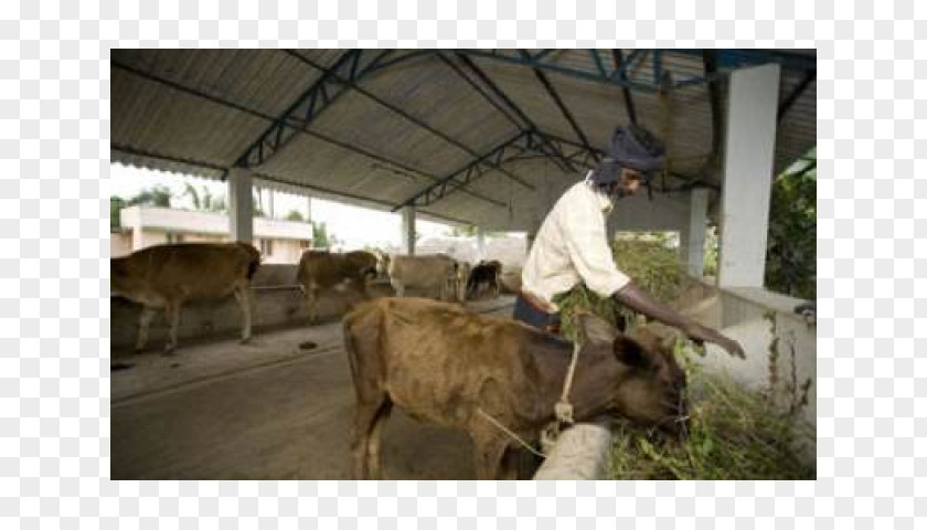 Farmer India Cattle Goat Dairy Products Pack Animal PNG