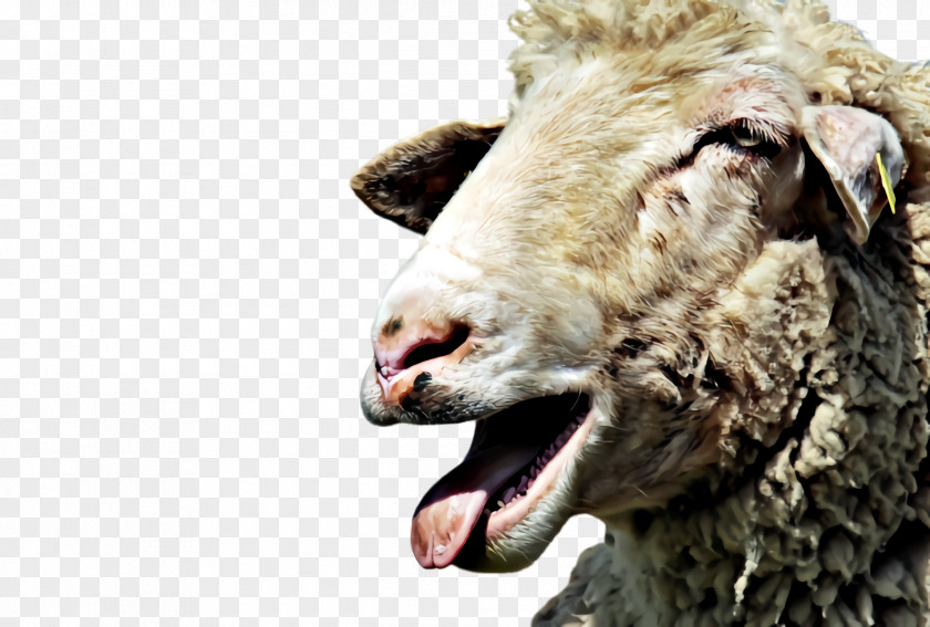 Goats Wildlife Eid Al Adha Sheep PNG