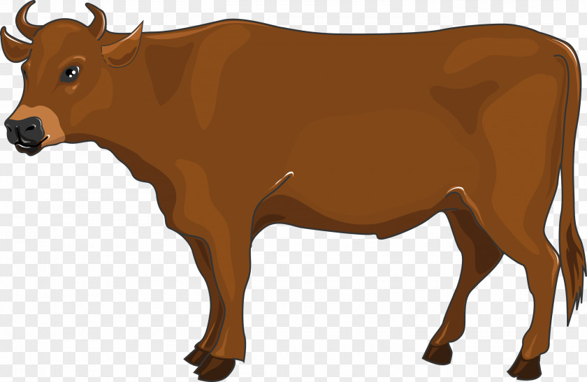 It's A Boy Dairy Cattle Ox Calf Beef Bull PNG