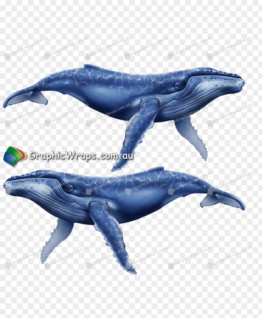 Whale Common Bottlenose Dolphin Rough-toothed Tucuxi Wholphin Porpoise PNG