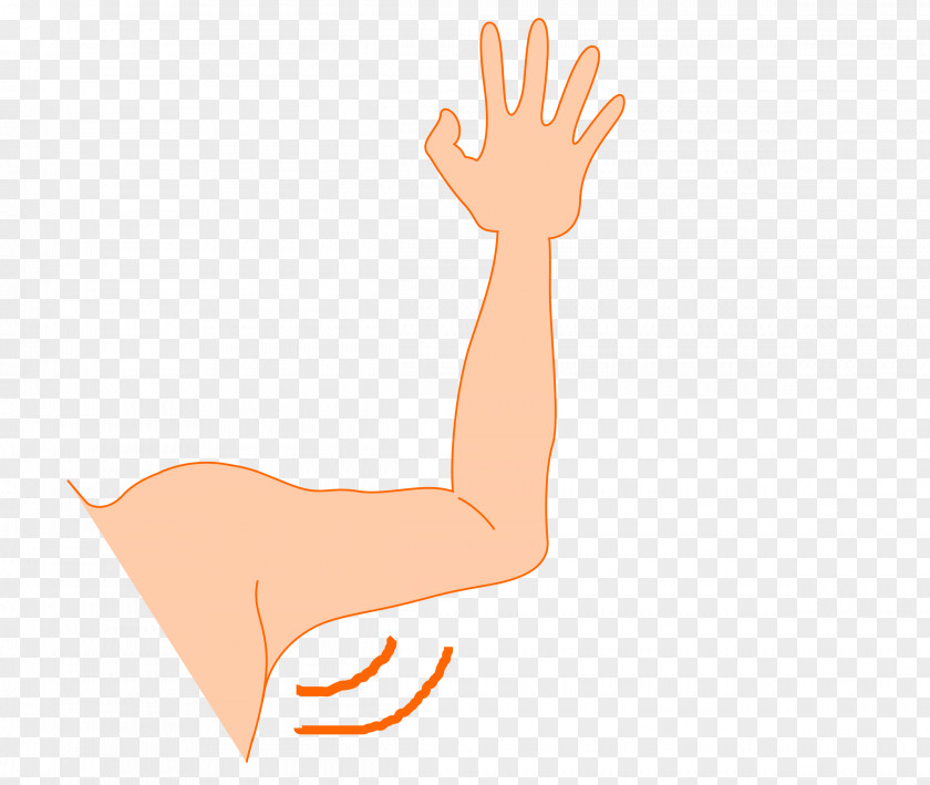Arms Clipart Arm Thumb Axilla Clip Art PNG