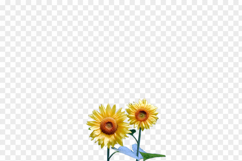 Design Common Daisy Sunflower Transvaal Floral Oxeye PNG