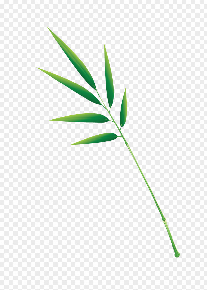 Floral Decoration Material Vector Zongzi Leaf PNG