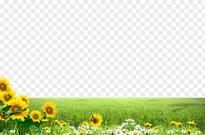 Green Meadow Sunflower Border Texture Common Illustration PNG