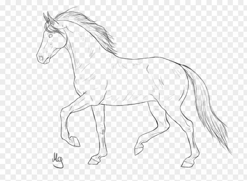 Line Drawing American Quarter Horse Mustang Pony Stallion Colt PNG