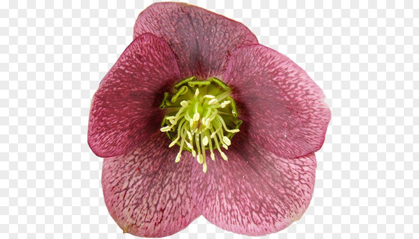 Cowell's Garden Centre Helleborus Orientalis Plant Color Kwekerij Het Wilgenbroek PNG