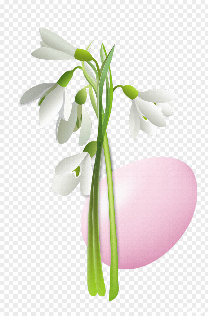Easter Flowers Snowdrop Flower Clip Art PNG