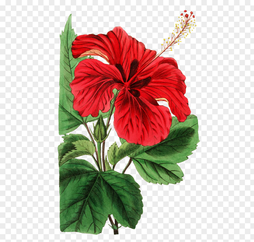 Malva Sylvestris Shoeblackplant Common Hibiscus Shrub 重瓣朱槿 大花木槿 PNG