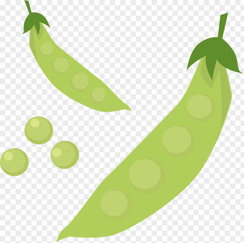 Pea Edible-podded Bean Ervilha Petit Pois Clip Art PNG