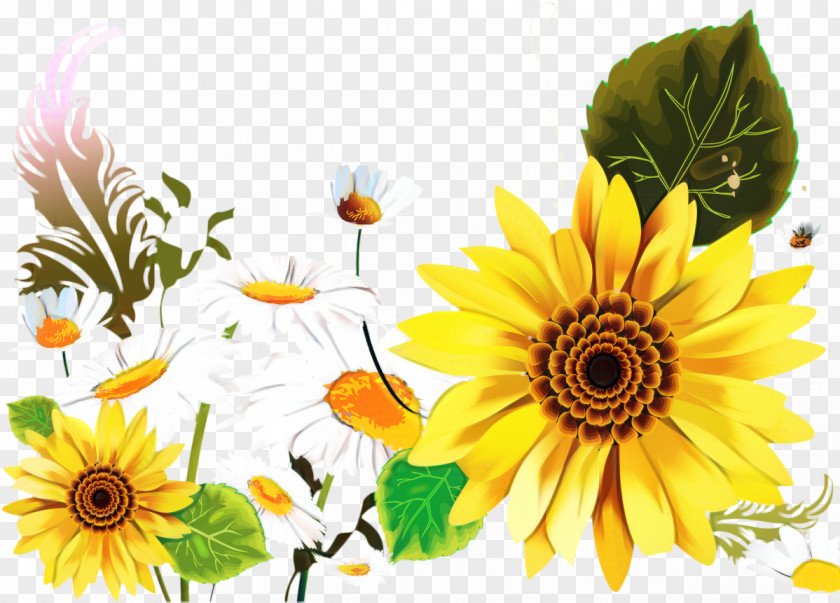 Still Life Annual Plant Flowers Background PNG