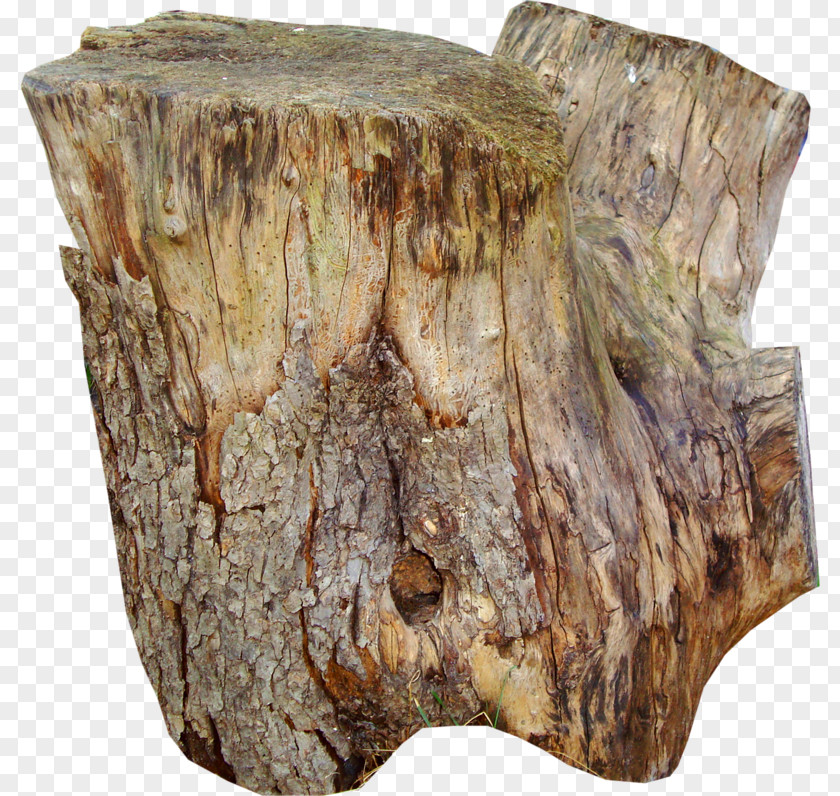 Stump Table Trunk Tree Wood PNG