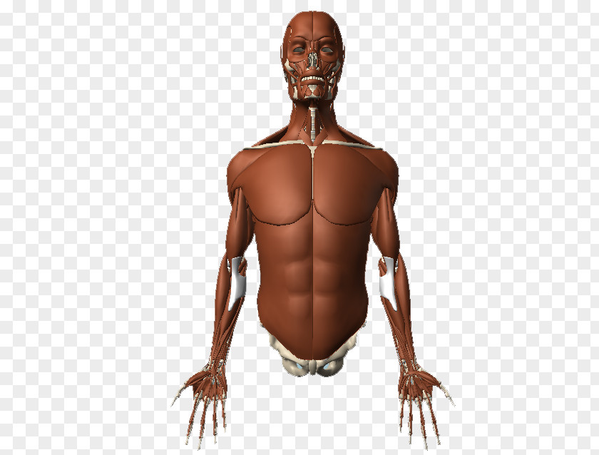 Upper Body Homo Sapiens Muscle Human Muscular System Anatomy PNG