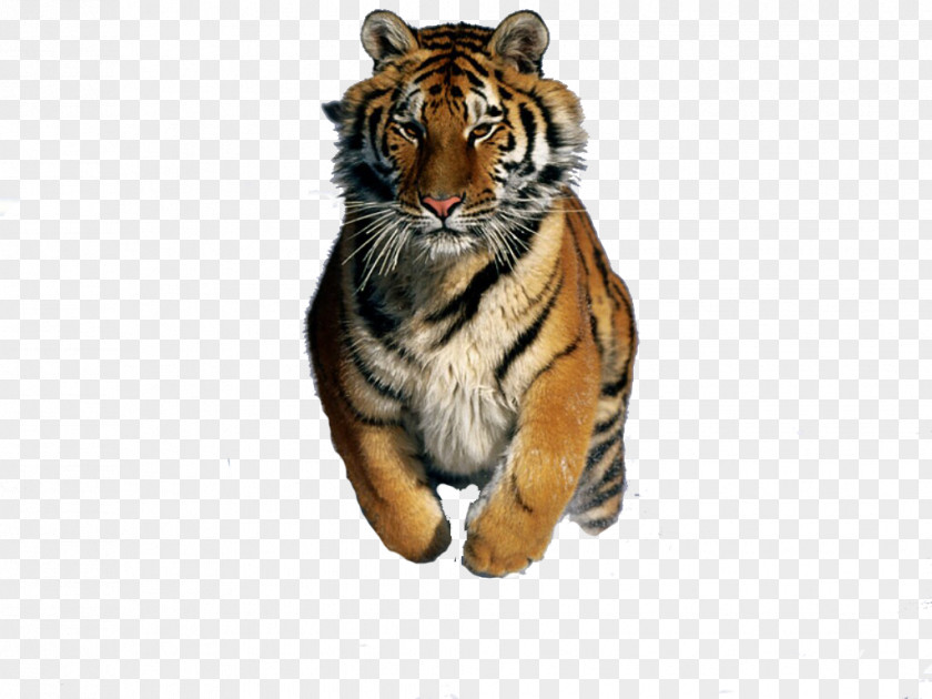 Yuriko Tiger Felidae Bengal Cat Siberian Desktop Wallpaper PNG