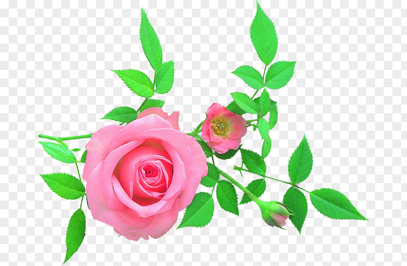Design Garden Roses Cabbage Rose Floral Cut Flowers Petal PNG