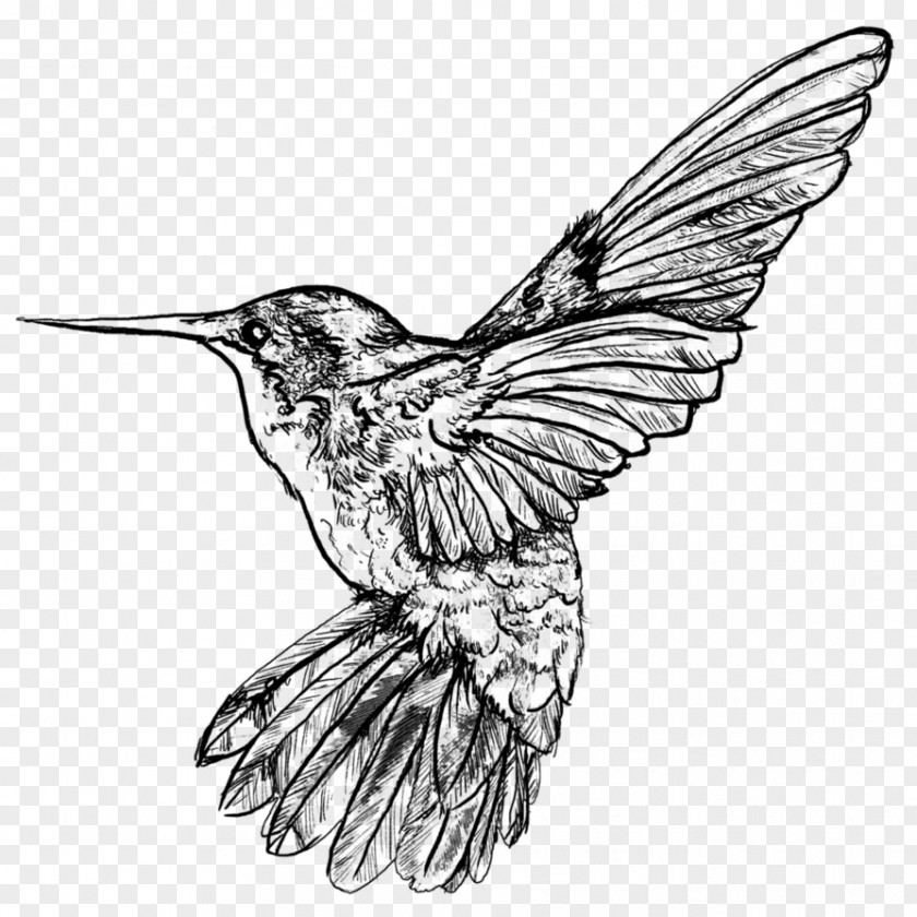 Humming Birds Hummingbird DeviantArt Work Of Art Sketch PNG