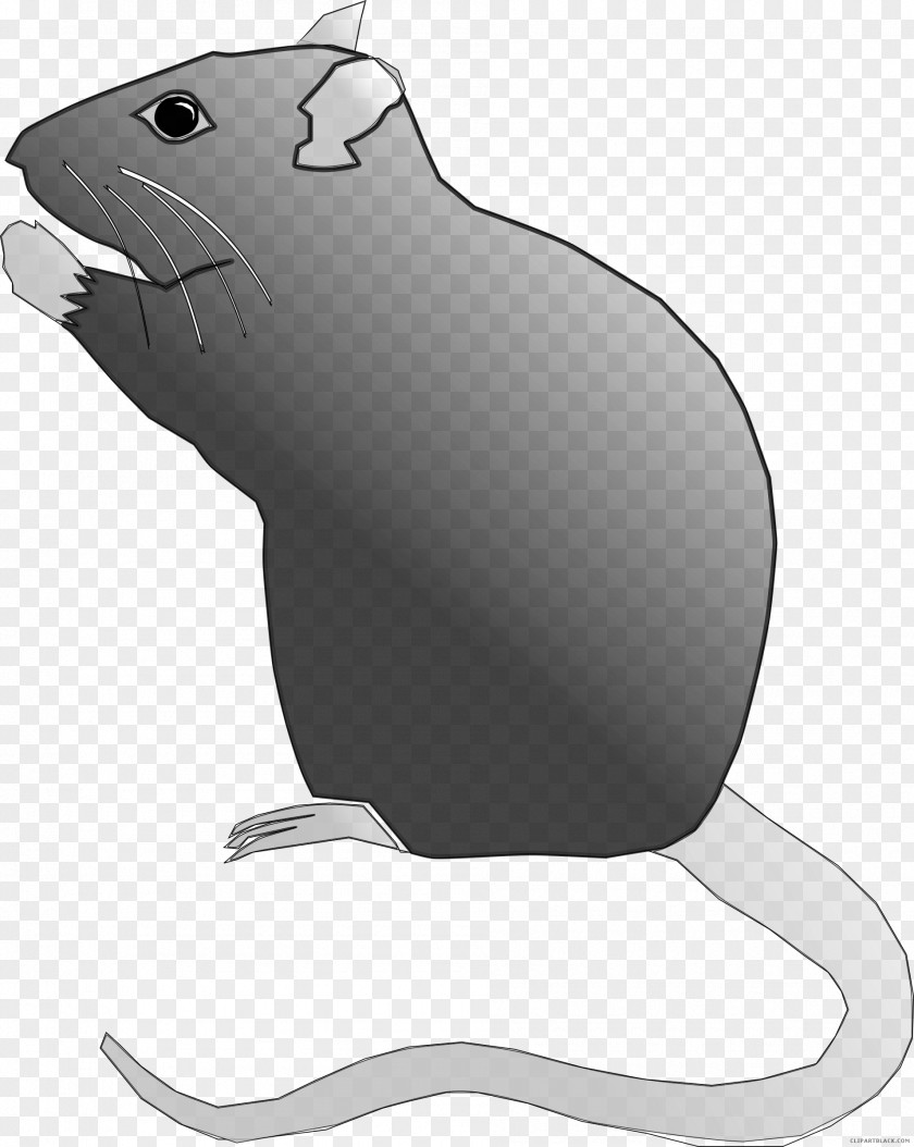 Rat Laboratory Rodent Clip Art Image PNG