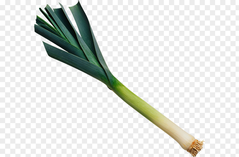 Vegetable Leek Broth Food Onion PNG