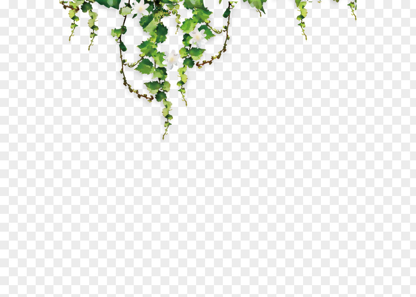 Vibrant Green Vine Material Common Grape Parthenocissus Tricuspidata PNG