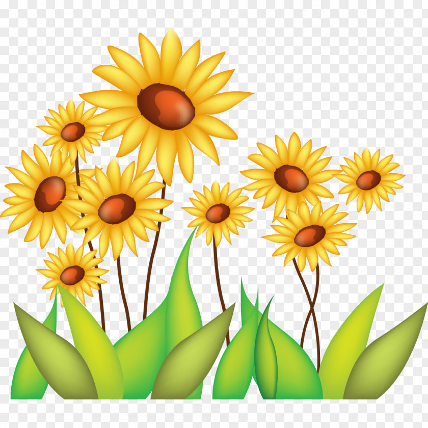 Beautiful Sunflower Common Drawing PNG