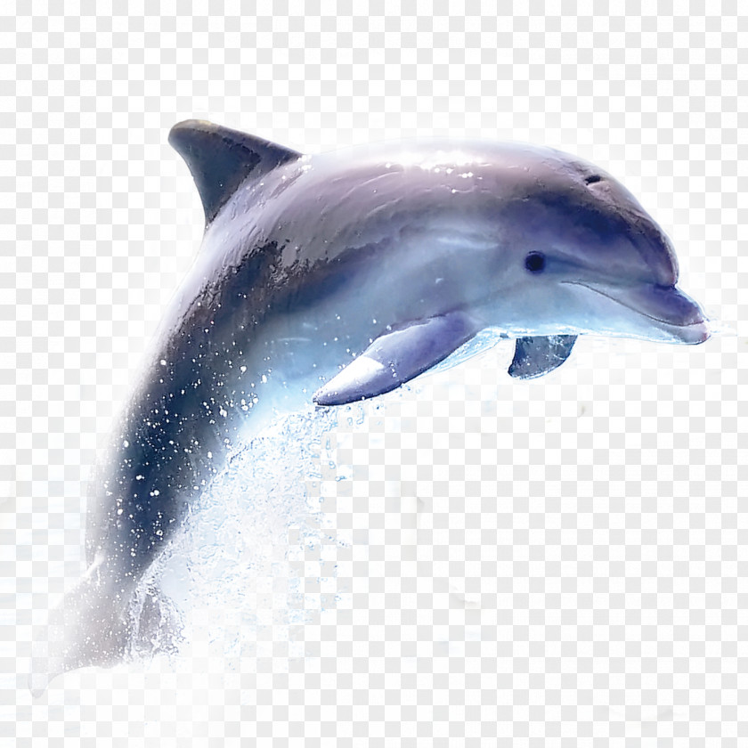 Dolphin PNG