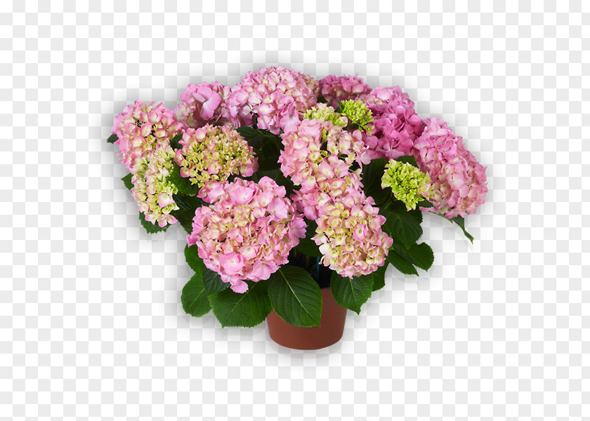 Flower French Hydrangea Cut Flowers Pink PNG