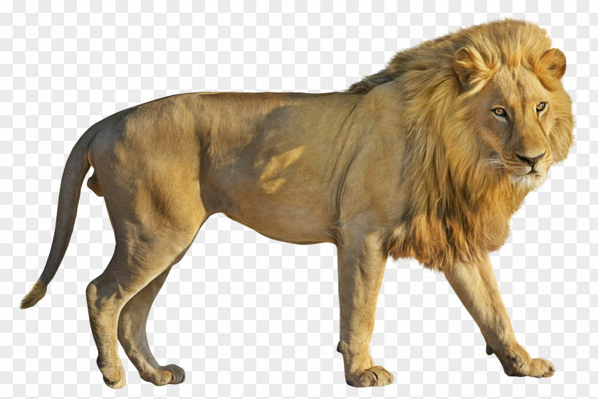 Leon Lion Roar Clip Art PNG