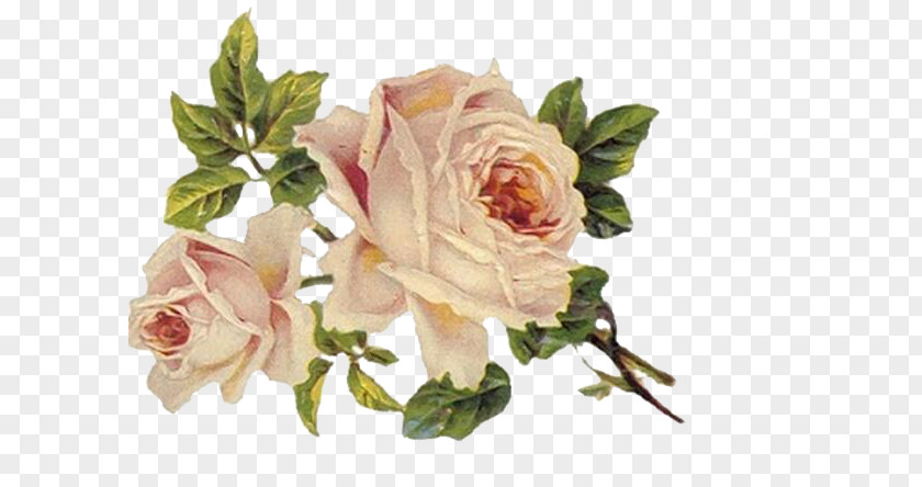 Peony Flower Rose Vintage Clothing Clip Art PNG