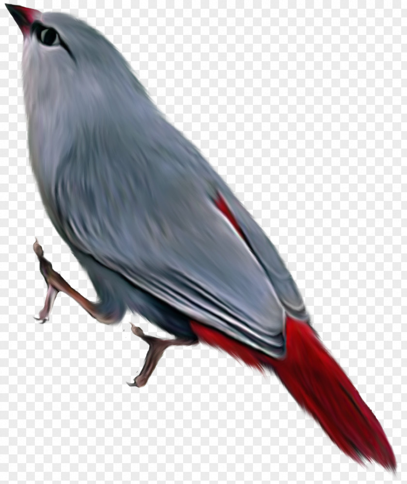 Bird Clip Art PNG