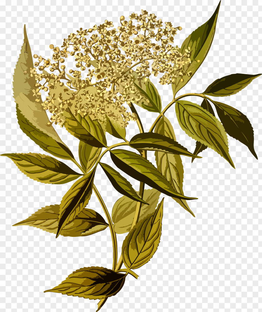 Detailed Elderflower Cordial Sambucus Racemosa Tree Shrub PNG