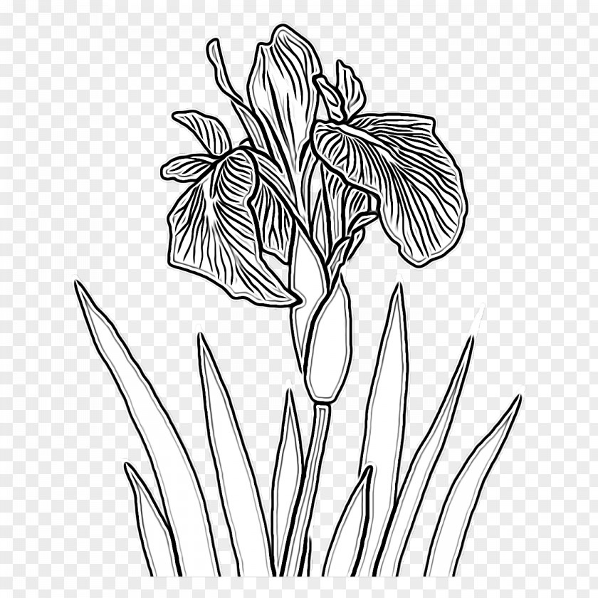 Floral Design PNG